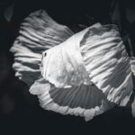 REVERIES